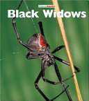 Black Widows (Revised Edition) cover