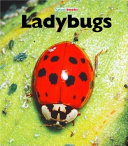 Ladybugs cover