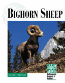 Bighorn Sheep cover