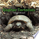 Gopher Tortoises cover
