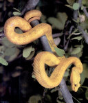 Snakes cover