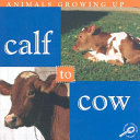 Calf to Cow cover