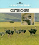 Ostriches cover