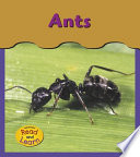 Ants cover