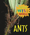 Ants cover