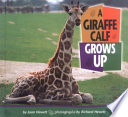 A Giraffe Calf Grows Up cover