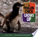 A Penguin Chick Grows Up cover