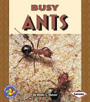Busy Ants cover