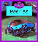 Beetles cover