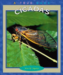 Cicadas cover