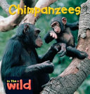 Orangutans cover