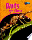 Ants up Close cover