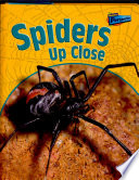 Spiders up Close cover