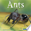 Ants cover