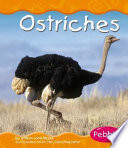 Ostriches cover