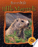 Little Marmots cover