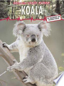 Koala cover