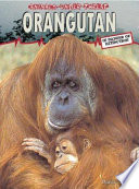 Orangutan cover