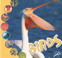Birds cover