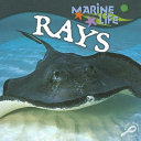 Rays cover
